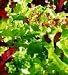 MIXED LETTUCE SALAD LEAVES - 500 SEEDS