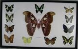 13 Real Insect Collection Display, Atlas Moth + 11 Butterflies, Ramed 13"x21"