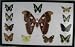 Atlas Moth + 11 Real Butterfly Insect Collection Picture Display, Framed, 13"x21"