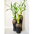 BUY : 9GreenBox - Live Spiral 3 Set Style Lucky Bamboo Plant Arrangement w/3 Set Ceramic Vase