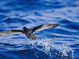 Wedge-Tailed Shearwater Running on Water for Flight Take Off Photographic Poster Print, 24x18