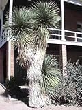 Eigenschaften tropical.garden  / Yucca elata 5K