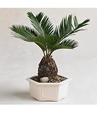 Flowers and Plant Gifts: Palm Bonsai