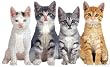 500 Piece Jigsaw Puzzle Four Kittens - A Cat Shaped Puzzle