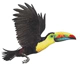 Walls of the Wild Toucan