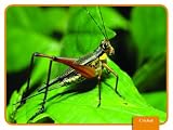 INSECTS SCIENCE CARDS