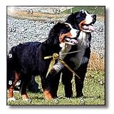 Dogs Bernese Mountain Dog - Bernese Mountain Dog - Wall Clocks