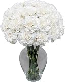 White Carnation 20 stems without Vase