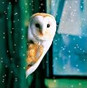 Charity Christmas Cards - Winter visitor - 8 Christmas cards. 47p goes to Childline