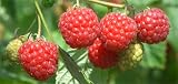 41zGI3ED1lL. SL160  Alternative Health & Herbs Remedies Raspberry Fruit Green Tea, Loose Leaf, 4 Ounce. Bags