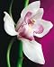 Posters: Flowers Poster Art Print - Orchid, Amélie Vuillon (20 x 16 inches)