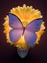 Blue Butterfly & Gerber Daisy Night Light