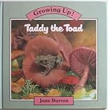 Taddy the toad