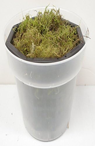 Orchid - 6 1/2 inch Clear Plastic Pot & 6 inch Basket filled with Oregon Coast Forest Moss