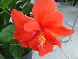 Live Hibiscus Plant Anderson's Double Red Flowers