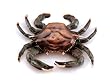 SPI 30748 Crab Doorknocker