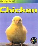 Life cycle of a chicken