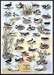 Art Poster Metal Framed Print - Ducks and Geese (English) - Artist: Hobby Posters- Poster Size: 38 X 26