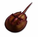 261429 �ڎ̎ߎ؎�/���̎ގĎ��ގ�