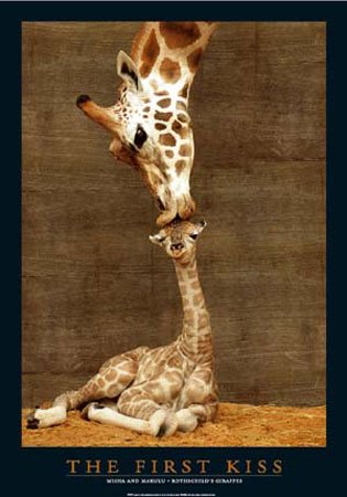 Empire 15884 Giraffen - First Kiss, Poster ca. 91,5 x 61 cm