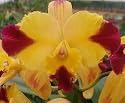 Lc. Butterfly Wings 'Orchid Library'(Bare root plant)