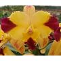 Lc. Butterfly Wings 'Orchid Library'(Bare root plant)