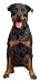 Rottweiler Magnet Set