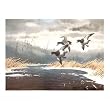 (16x21) Les Kouba (Bluebill Ducks) Art Poster Print