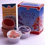 Canadian Sugar Maple & Colorado Spruce Bonsai Tree Kit