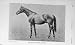 1910 Antique Photograph The Stallion John O'Gaunt Horse