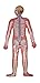 Herindera Human Nervous System Large Size RS.600.00