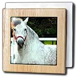 Andalusian Gelding - 6 Inch Tile Napkin Holder