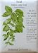 Outdoor Living : Basil Seeds Large Leaf Italian