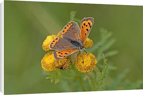 Canvas Prints of Butterfly from Country Life 