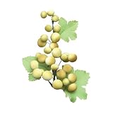 Green Grapes Spray Fondant Gum Paste 5-1/2 X 4