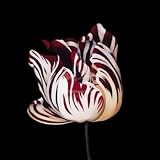 Parrot Tulip Study in Red - Fine Art Print - 90x90cm - Art247 Poster Print