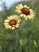 Close-up of Delicate Gaillardia Flowers Photographic Poster Print by Joseph Baylor Roberts, 18x24