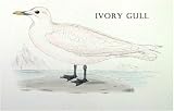 Birds Ivory Gul Pack of 12 Stickers