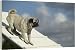 Dog - pug on agility course - 20 Inch Canvas Print (51 cm) by Ardea