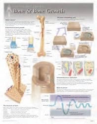 Bone & Bone Growth Wall Chart: 8100