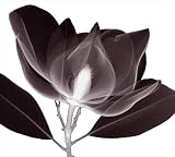 MAGNOLIA by Steven N. Meyers,30 in. x 27 in.