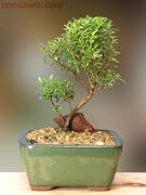 Floral Kitchenl Bonsai - Herbal, Fragrant Leaf, Summer Flowers & Fruits Floral Kitchenl Bonsai - Herbal, Fragrant Leaf, Summer Flowers & Fruits