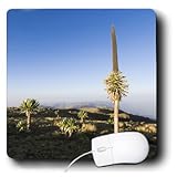 Danita Delimont - Ethiopia - Giant Lobelia, Mt Kedadit, Simien Mountains Ethiopia - AF16 MZW0138 - Martin Zwick - MousePad (mp_131556_1)
