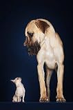 Toy Chihuahua and Great Dane - 24