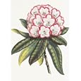 Rakish Rhododendron by Robert Sweet. Art Print Poster FRAME IT.. 0 inches width by 0 inches height. Highest Quality Art Poster Print