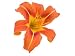 Orange Daylily Isolated - 24