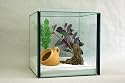 Spinnenterrarium 30x30x30cm mit Falltür, Terrarium
