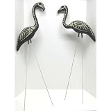skeletal flamingos