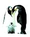 Penguins (Parents & Baby) Art Poster Print - 16\