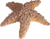 Resin Ornament - Starfish 7